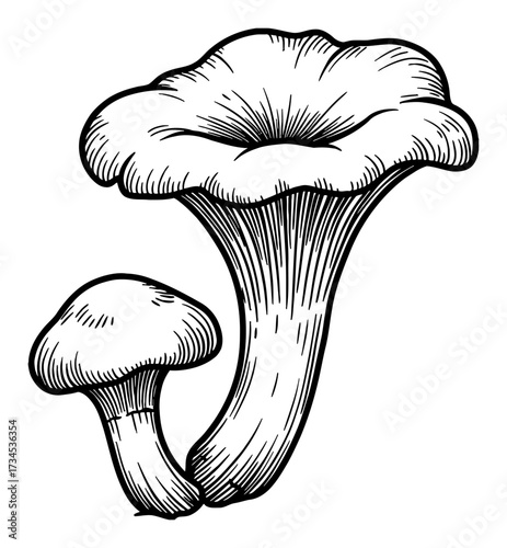 Pair of edible Chanterelle mushroom Black and White Outline Line Art Drawing vintage style graphic