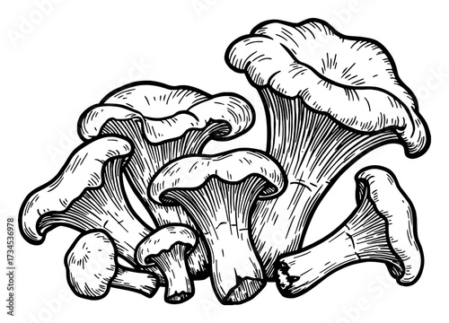 Chanterelle Mushrooms Cluster Black and White Outline Line Art Drawing Vintage Engraving Style Isolated