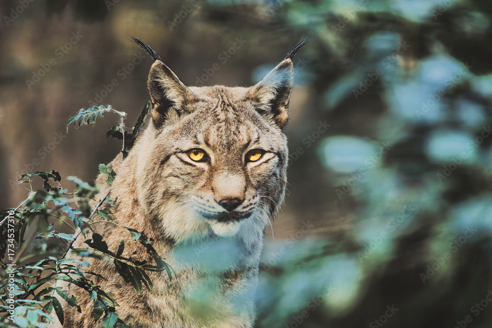 Obraz premium Luchs im Wald - Wild - Wildlife - Natur - Tier - Schönheit - Hintergrund - Tierwelt - Heimat - Lebensraum 