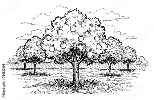 Ripe Apple Trees Orchard Farm Field Grass Clouds Coloring Book Style Black and White Outline Line Art Drawing