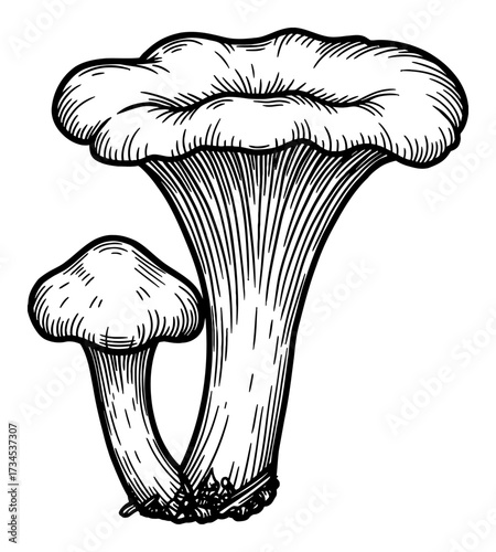 Detailed Chanterelle Mushroom Group Botanical Black and White Outline Line Art Drawing Vintage Etching