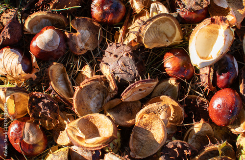 Foto Chestnuts fallen on grass