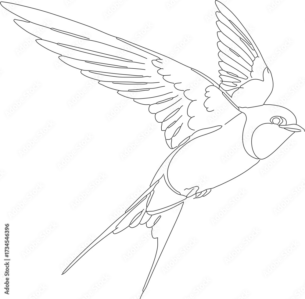 Obraz premium Delicate Outline Drawing Flying Swallow Bird Silhouette Graphic Illustration