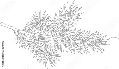 Detailed Line Art Fir Tree Branch Botanical Illustration Artwork