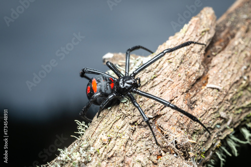 Viuda negra en la naturaleza, fotografía macro 
