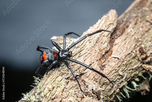 Viuda negra en la naturaleza, fotografía macro 