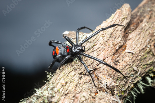 Viuda negra en la naturaleza, fotografía macro 