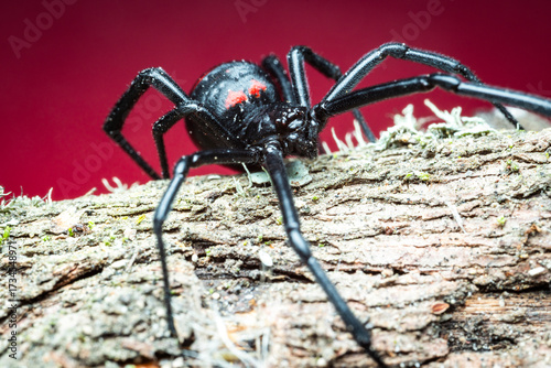 Viuda negra en la naturaleza, fotografía macro 