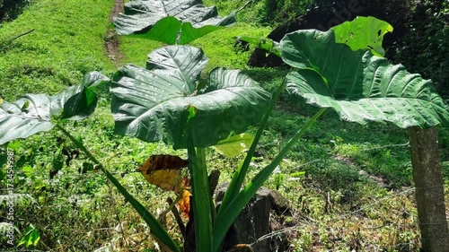 Taro or elephant ear plant leaves in a lush garden, exotic plant background