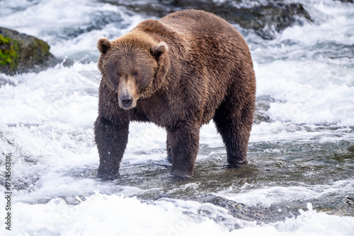 An Alaskan brown bear searching for salmon below Brooks Falls.