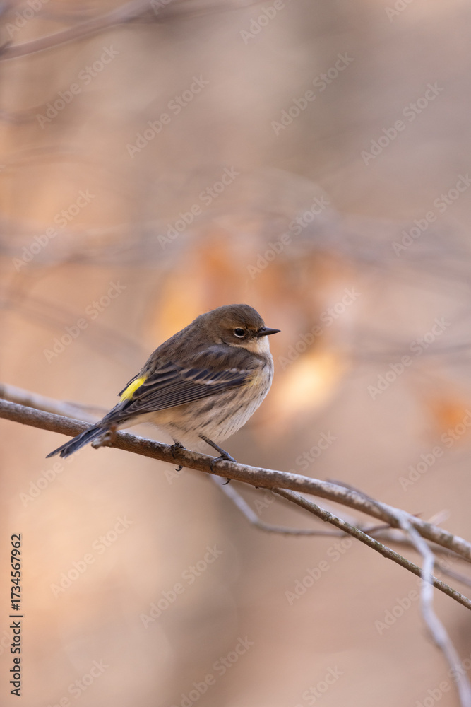 Fototapeta premium warbler on a branch