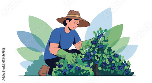 Illustration of a farmer harvesting blueberries with a hat and gloves in a garden setting