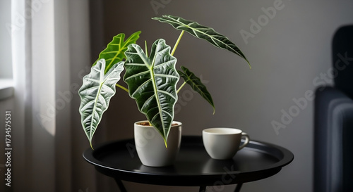 Lush Alocasia Amazonica Air-Purifying Indoor Plant in a Stylish Modern Home Setting