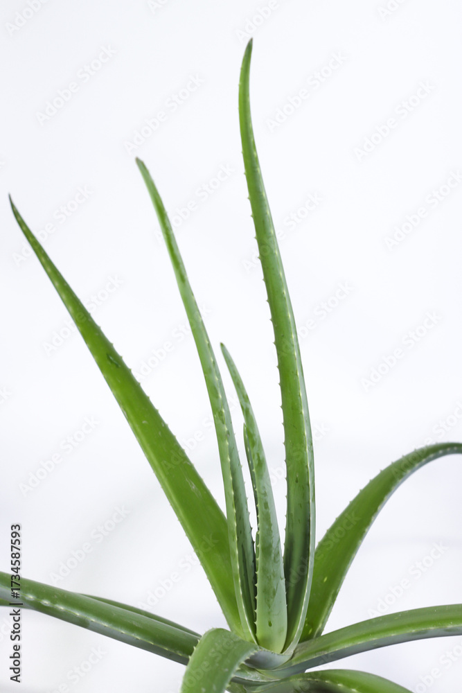 Fototapeta premium Aloe Vera Plant on a White Background