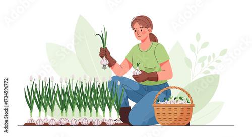 Woman harvesting garlic in her garden on a sunny day illustration vector, promoting healthy eating