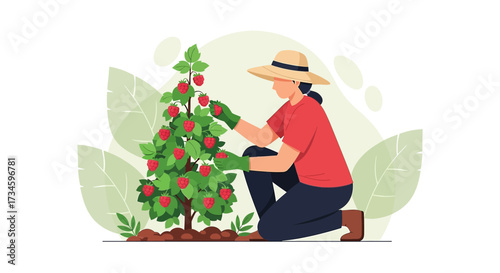 Woman harvesting ripe raspberries from a lush bush in a serene garden setting illustration