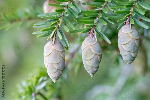 New Pinecones Form on an Eastern Hemlock Tree