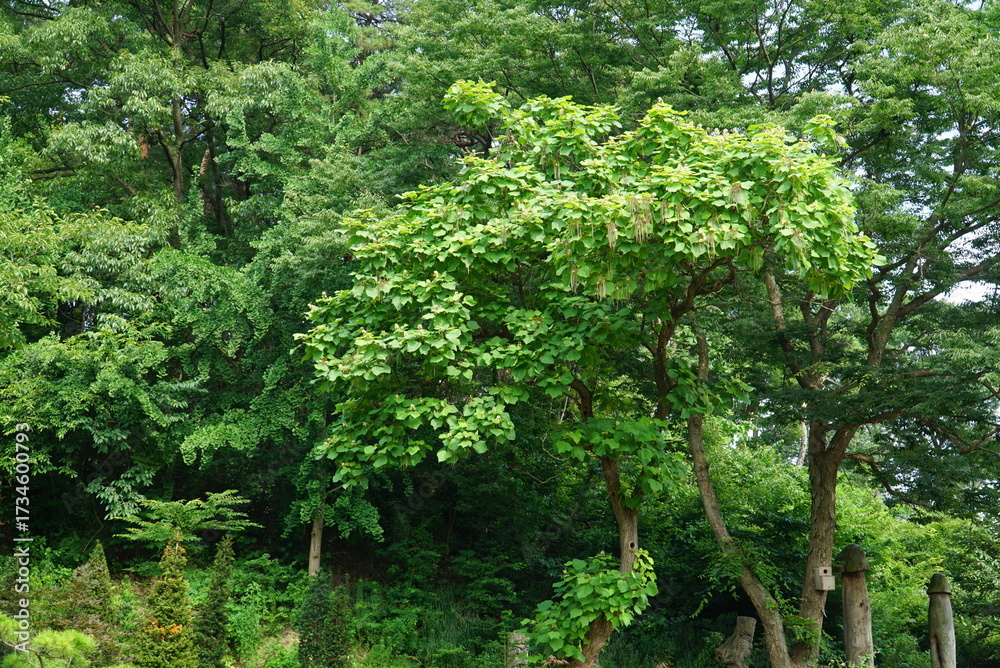 Fototapeta premium Catalpa ovata, Gaeodong, also called Nwoeshinmok, a traditional Korean medicinal tree whose leaves and bark are used for kidney disorders, inflammation, jaundice, and digestion. Photographed in Korea.
