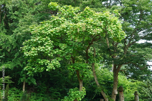 Canvastavla Catalpa ovata, Gaeodong, Korean ornamental tree with long pod fruits and pale ye