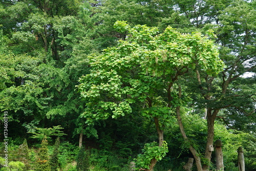 Bild auf Leinwand Catalpa ovata, Gaeodong, also called Nwoeshinmok, a traditional Korean medicinal tree whose leaves and bark are used for kidney disorders, inflammation, jaundice, and digestion