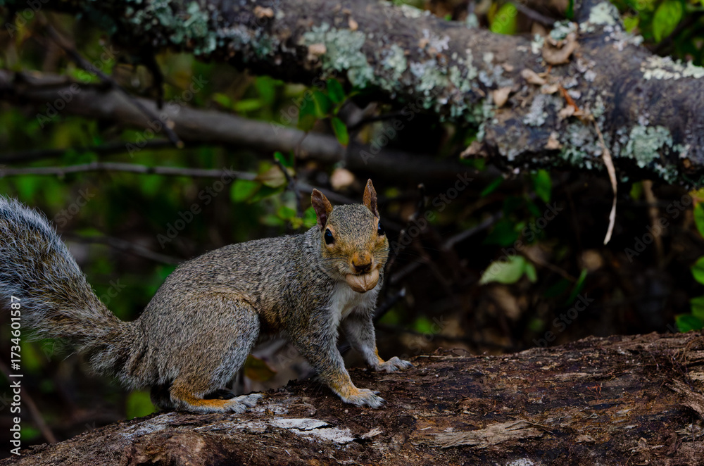 Obraz premium Grey Squirrel close up