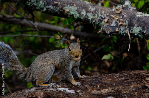 Grey Squirrel close up