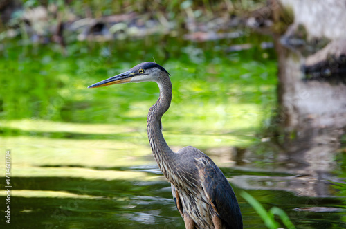 great blue heron