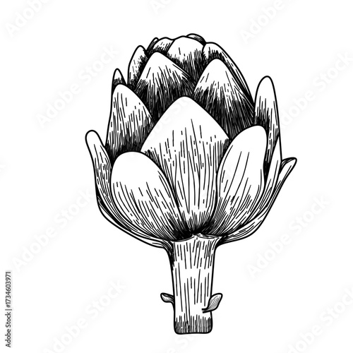 sketch of artichoke
