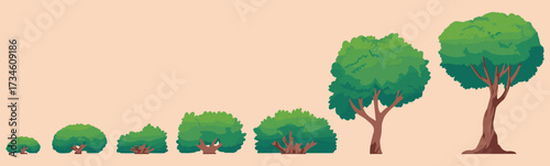 Tree growth stages front view, sapling to mature tree sequence with green foliage, nature development concept, vector illustration, flat design
