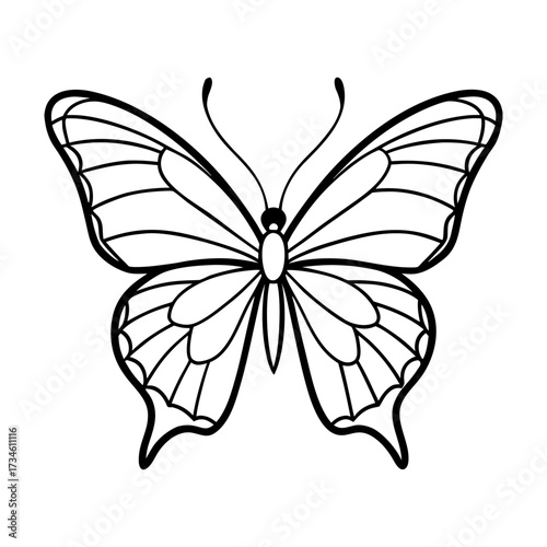 butterfly vector illustration