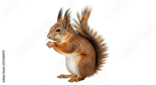 Photos Isolated squirrel sits and eats, red fur, bushy tail and tufted ears, upright an