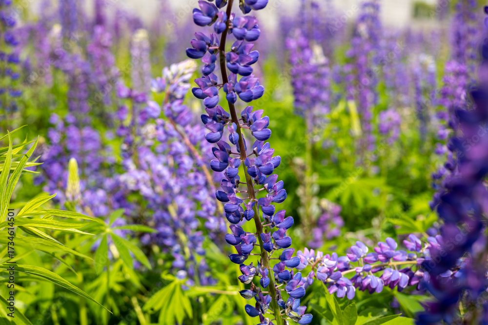 Obraz premium Vibrant purple flowers of lupin fill the garden, creating a colorful display in sunny spring weather