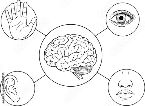 Human brain senses illustration, five senses diagram, educational biology drawing, anatomy science chart, vector design, learning tool, mind perception icons