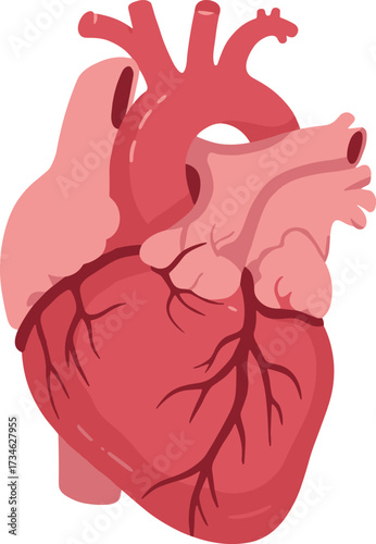 Human heart, anatomy illustration, medical vector, cardiovascular system, biology diagram, realistic organ, blood vessel, educational design, science art, health icon