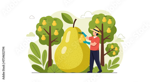 Harvest season illustration featuring a farmer harvesting pears in an orchard with pear trees ripe