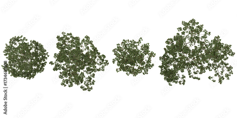 Naklejka premium Collection of Alnus trees on transparent background from the top view