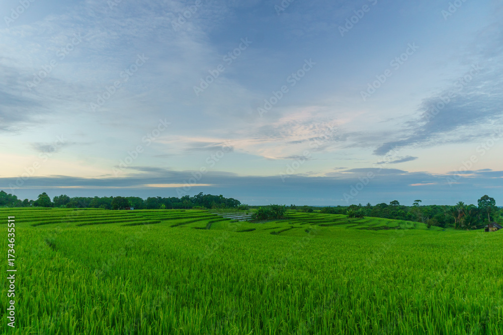 Obraz premium Beautiful morning view indonesia Panorama Landscape paddy fields with beauty color and sky natural light