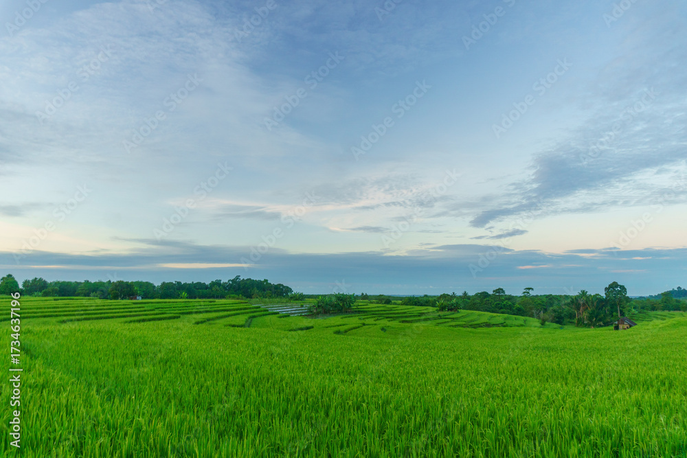 Obraz premium Beautiful morning view indonesia Panorama Landscape paddy fields with beauty color and sky natural light