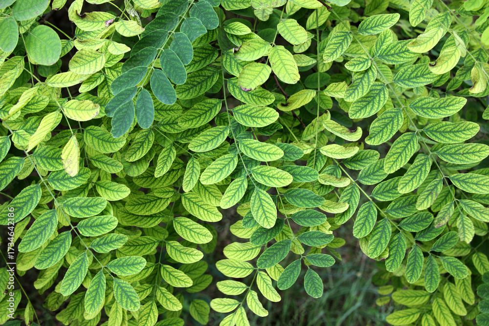 Fototapeta premium White acacia leaves (Robinia pseudoacacia)