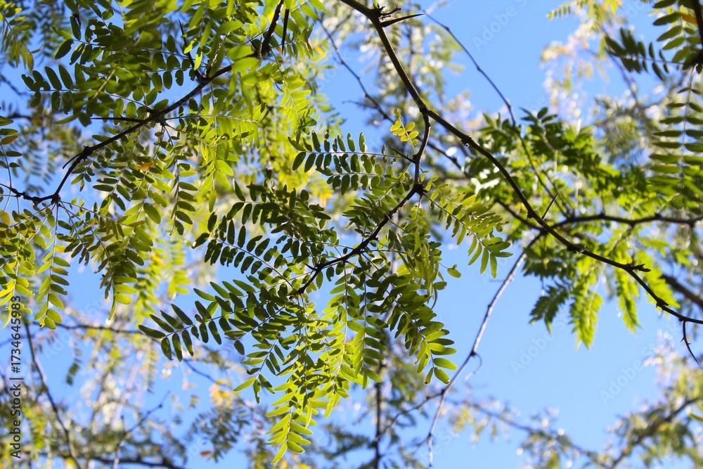 Fototapeta premium green leaves against blue sky