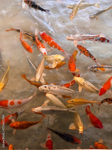 beautiful a lot of fish in lake