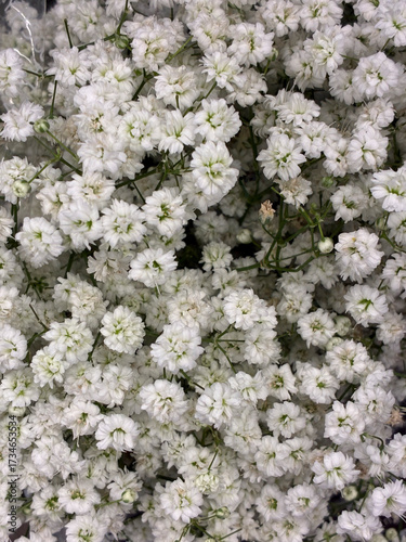 white cherry blossom background
