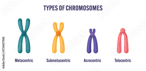 Types of chromosomes educational diagram. Metacentric, submetacentric, acrocentric, and telocentric chromosome structure illustration for genetics, biology teaching, classroom posters, and science 