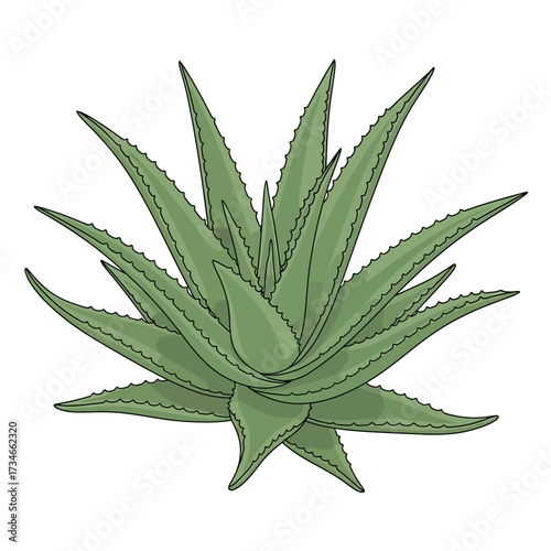 Illustration of a green aloe vera plant with sharp, spiky leaves, a succulent.