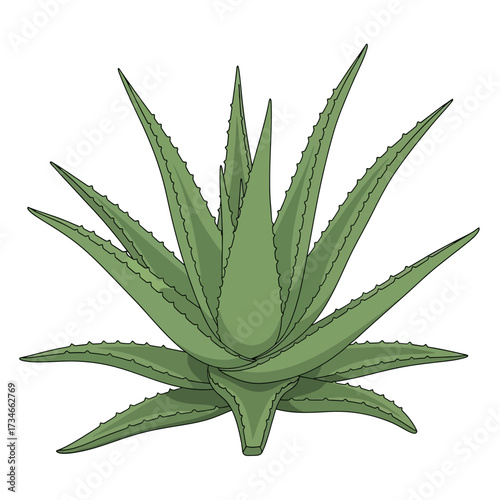 A detailed illustration of a vibrant green aloe vera plant with spiky leaves.