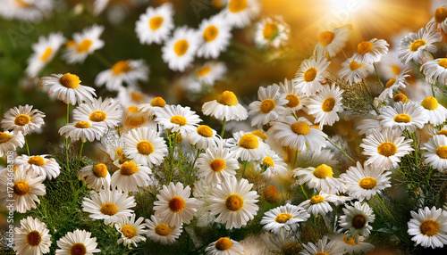 Close Up Background Of Chamomile Flowers