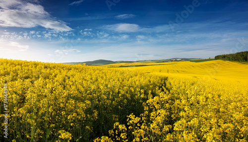 Beautiful Canola Field