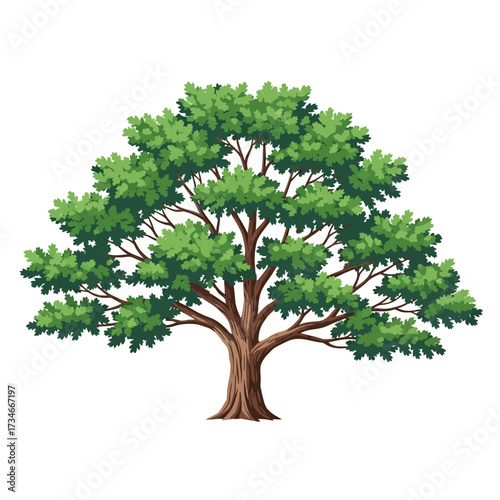 A beautifully illustrated large green deciduous tree with a sturdy trunk and sprawling branches on a white background.