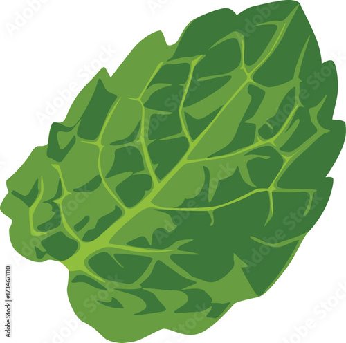 A single, vibrant green mint leaf is depicted in detail, showcasing its textured surface and jagged edges against a white background.