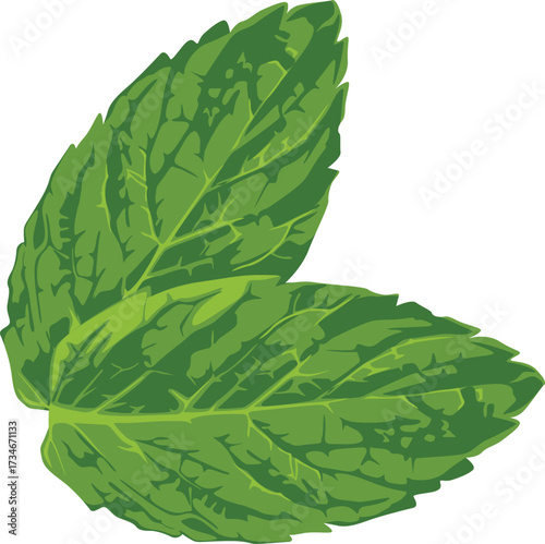 Two vibrant green mint leaves are depicted against a white background, showcasing their detailed veins and textured surfaces.